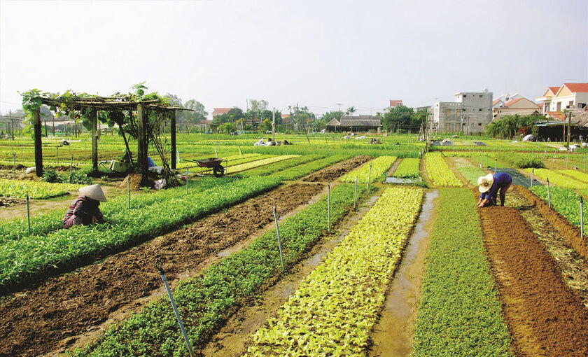Capture the serene beauty of Tra Que’s rural landscapes